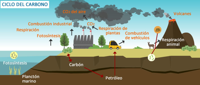 ciclo-carbono